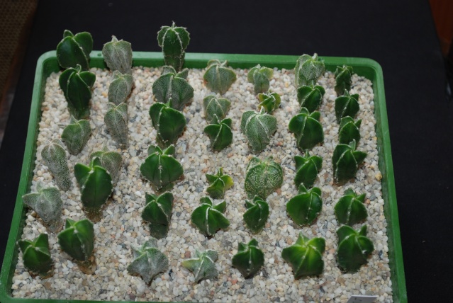 semis - bébés cactus ...  Dsc_0212