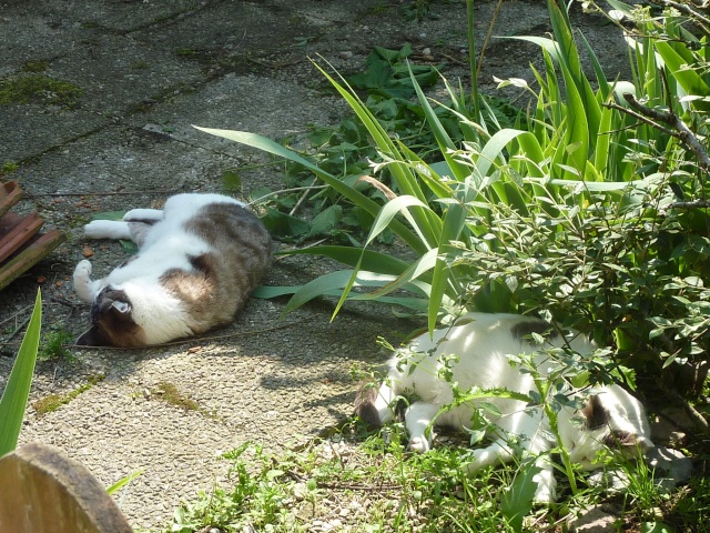 chat qui dort..... 25051211