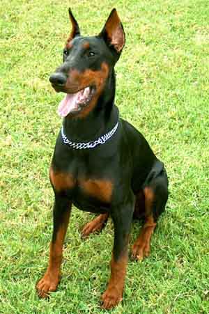 Le Dobermann Doberm10