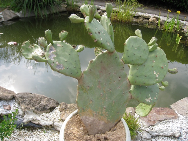 mes cactus 00210