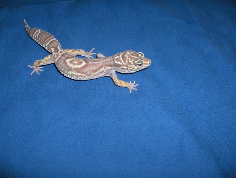 [L] Geckos de compet' (nouvelles photos p.2) Hpim6110