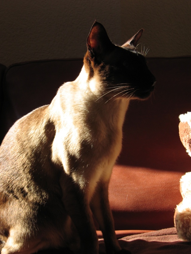 Shadow et Simbad Img_1314