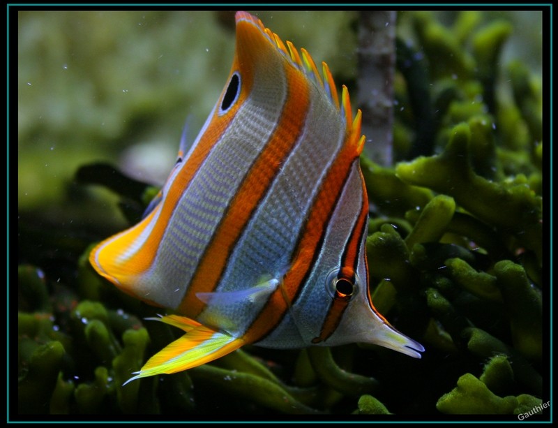 [ Visite ] Aquarium de Nancy Photo_22