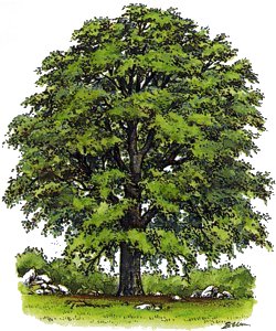 DA QUALE ALBERO SEI CADUTO? Faggio10