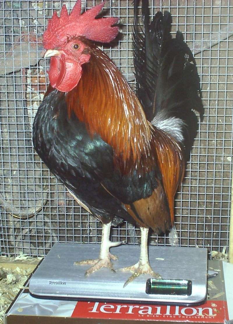 Qu'utilisez vous pour peser vos poules ? Balanc11