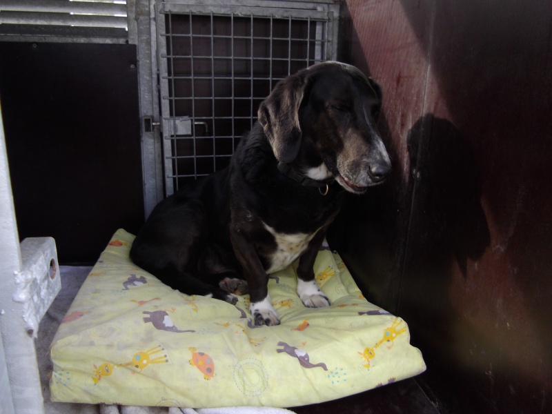 OSCAR, Male, x basset, 9 ans - Page 2 01110