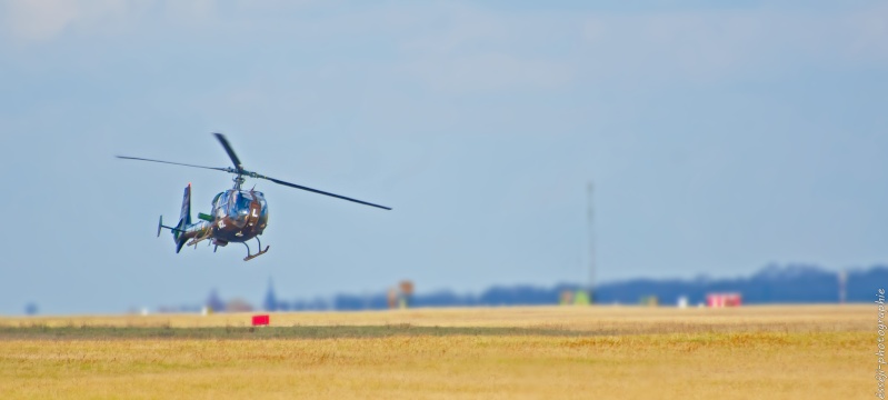 gazelle à la manoeuvre _dsc6310