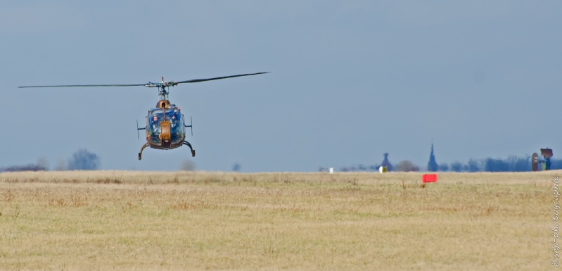 gazelle à la manoeuvre _dsc6410