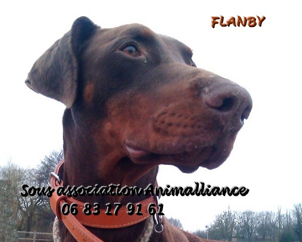 FLANBY, marron (21) Flanby10
