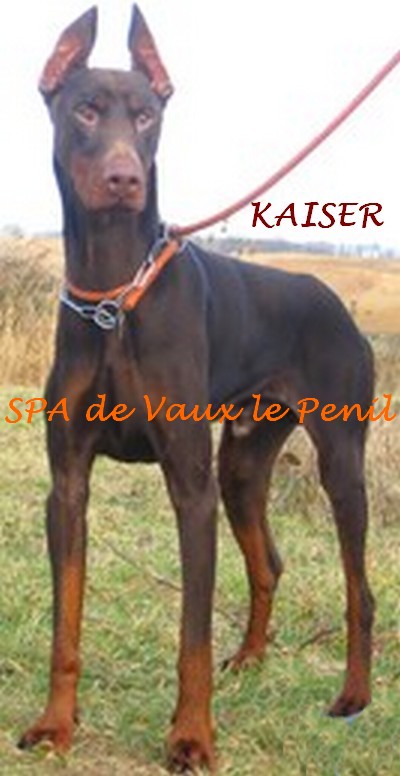 KAISER marron (77) Kaiser13