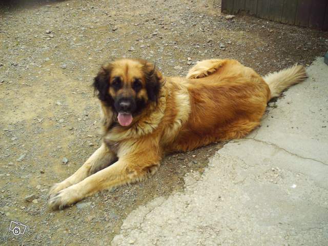 leonberg femelle 6 ans 38130810