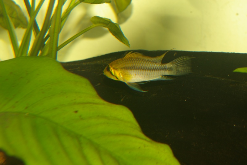 apistogramma - Apistogramma cf luelingi Imgp9516