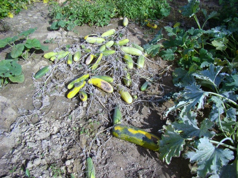 Quelques photos de mon potager 00612