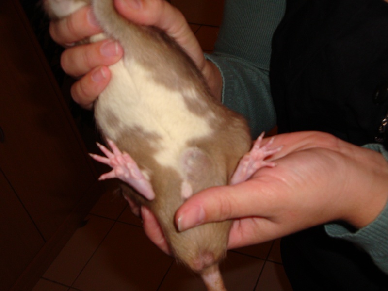 anatomie du rat? et possibilité d'un abces! Dsc00012