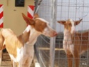 Adoptions Podencos