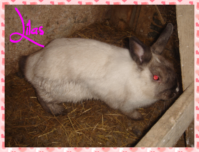 lilas (lapine) Lapine11