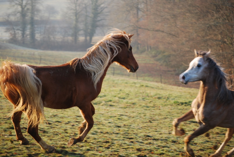 Melyk d' Alka x Imperial Alkareem et Louelouat Bouznika Dsc_0118