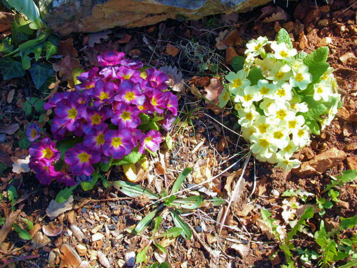 Les Fleurs de mon Jardin 510