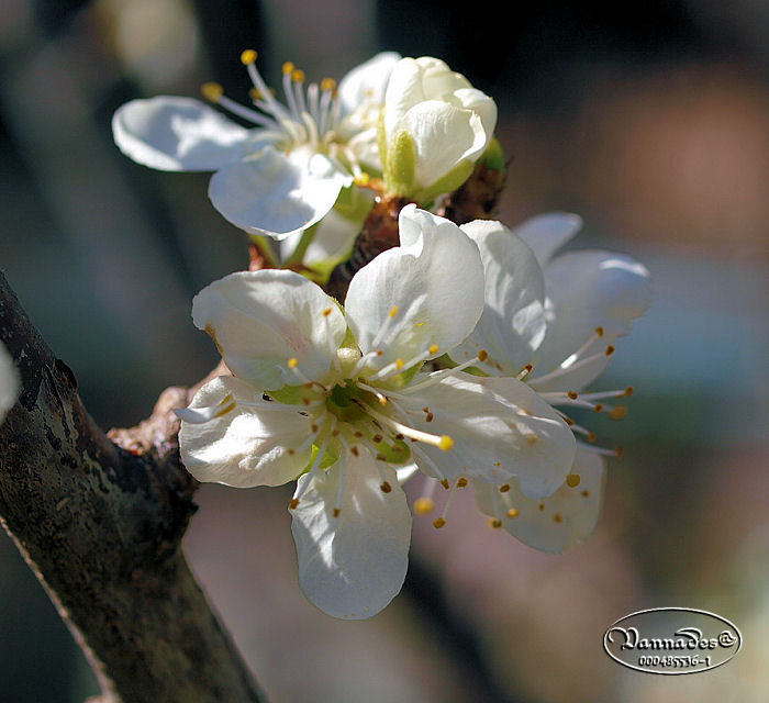 Les Fleurs de mon Jardin Fleur_10