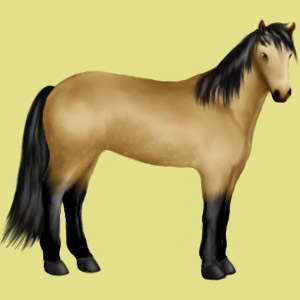 I nostri pony e cavalli su equideo Bai-cl10