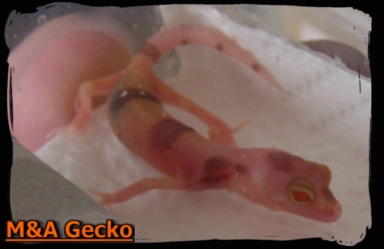 Acquisition d'un mle gecko pour ma reproduction Bv000010