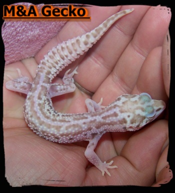 Acquisition d'un mle gecko pour ma reproduction Iron_d10