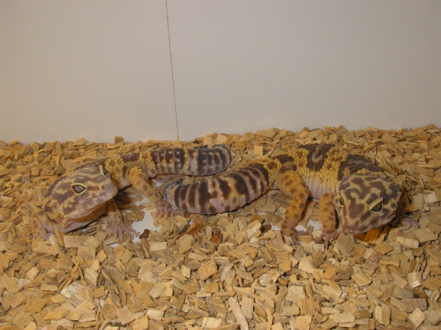 Geckos Pa030210