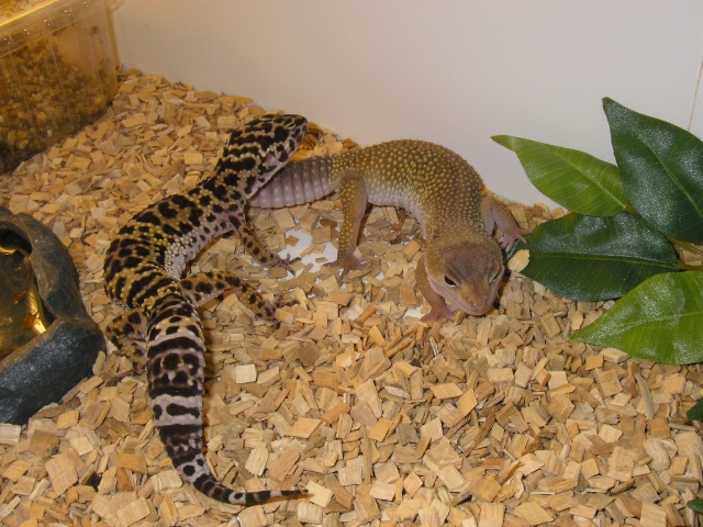 Geckos Pa030212