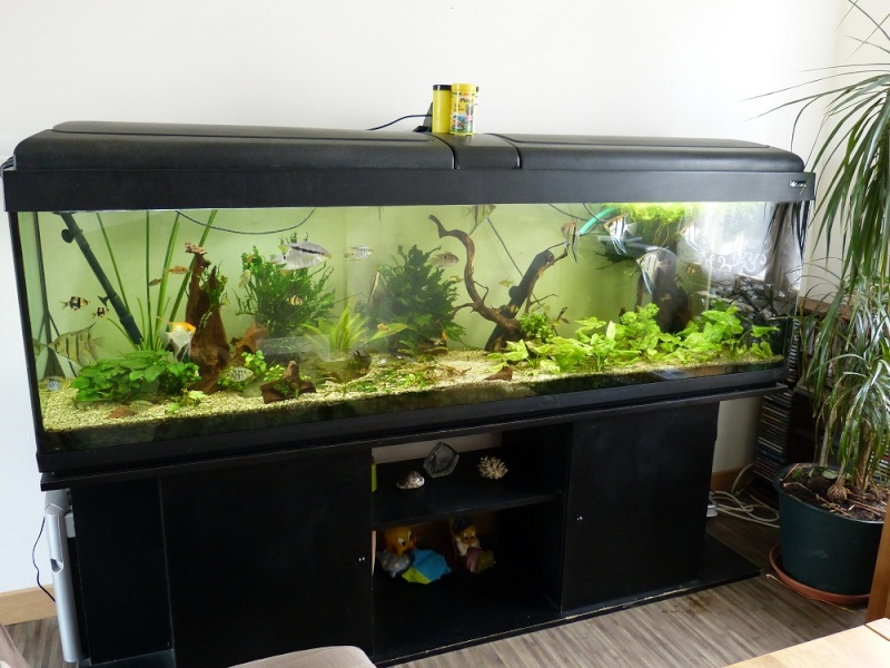 Nouvelle fishroom chez jm8021 - Page 2 P1010710