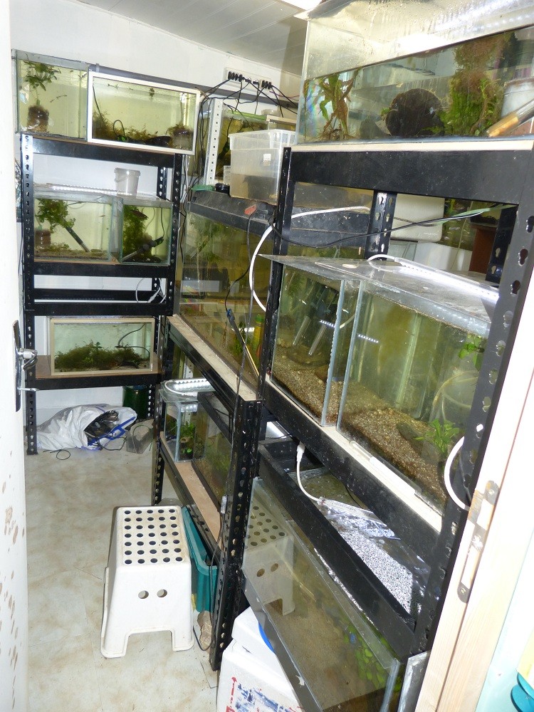 Nouvelle fishroom chez jm8021 - Page 2 P1010910