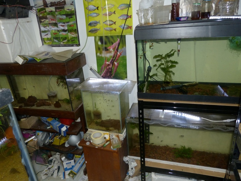 Nouvelle fishroom chez jm8021 - Page 2 P1010911