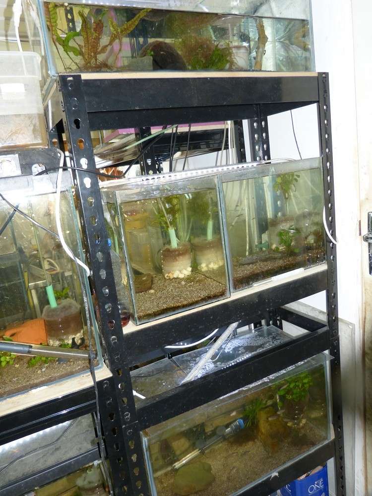 Nouvelle fishroom chez jm8021 - Page 2 P1010912