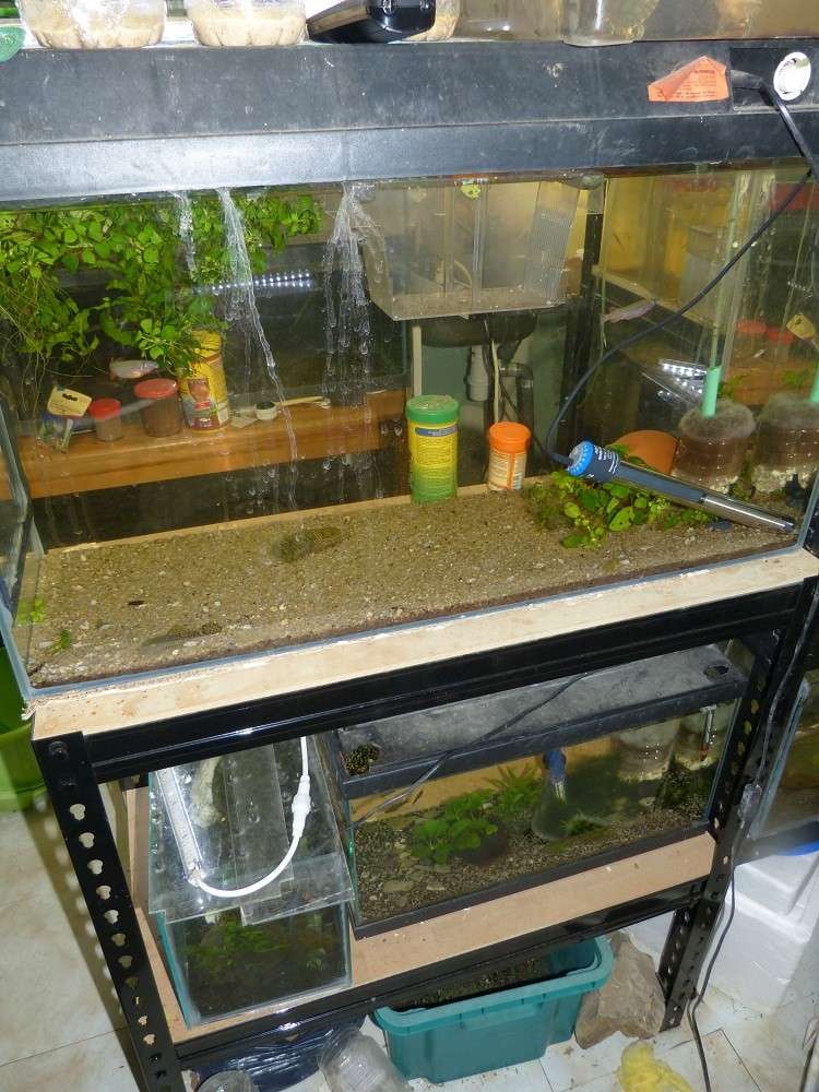 Nouvelle fishroom chez jm8021 - Page 2 P1010913