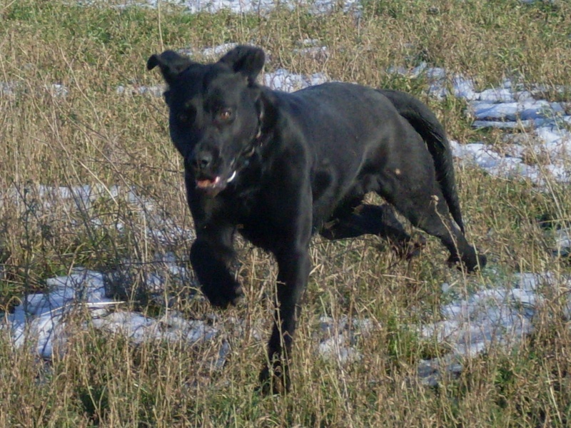 jeune chienne x labrador vit à la chaine depuis qu'elle a 4 mois Sdc10044