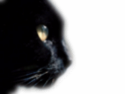 Renders animaux Chat_n10