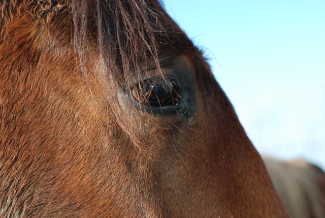 Balaman , hongre PS de 5 ans adopté par Coralie le 090409 111