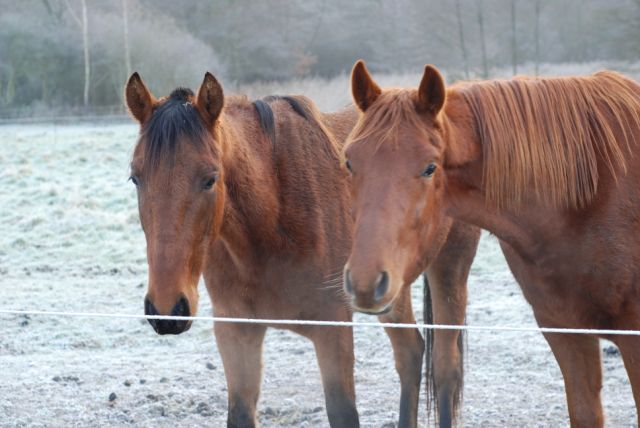 Silton , hongre TF de 3 ans adopté par Nabou :-) Sisi10