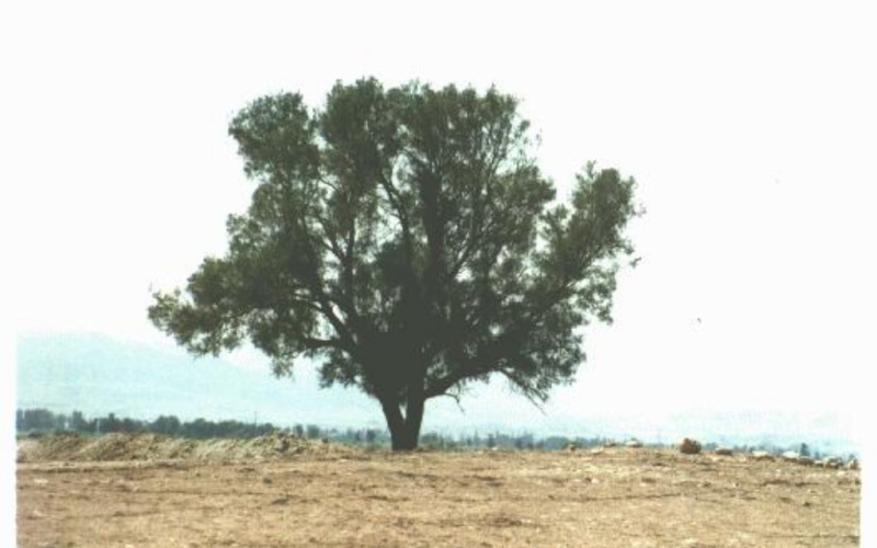 شجرة الغرقد Untitl11