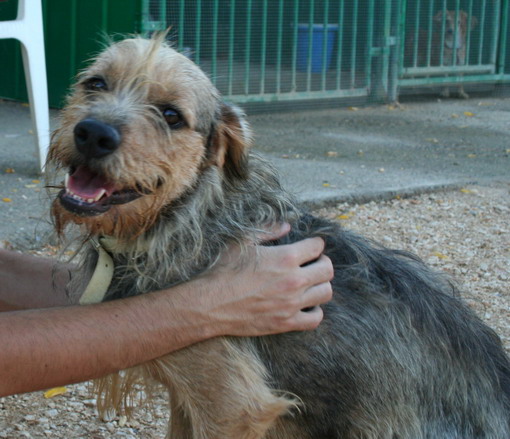 ADOTTATAAAA timida e dolce Dora (Brescia e Nord) Dorabe10