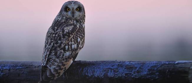 Comment le hibou tourne la tête sans se casser le cou  10716910