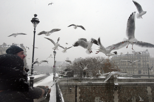 Mais que font les mouettes à Paris ?  13021310