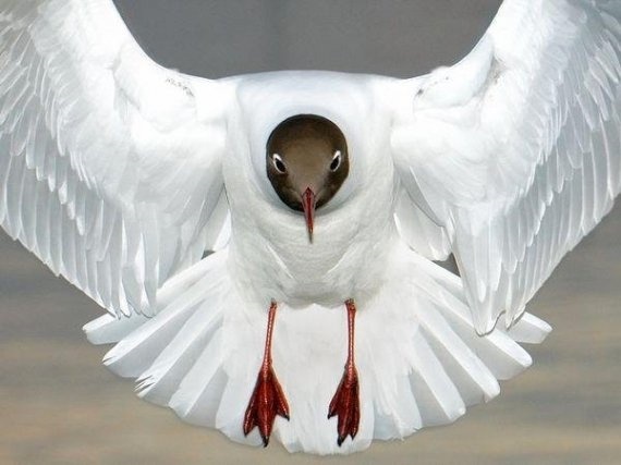 Top 53 des oiseaux au plus beau plumage 1710