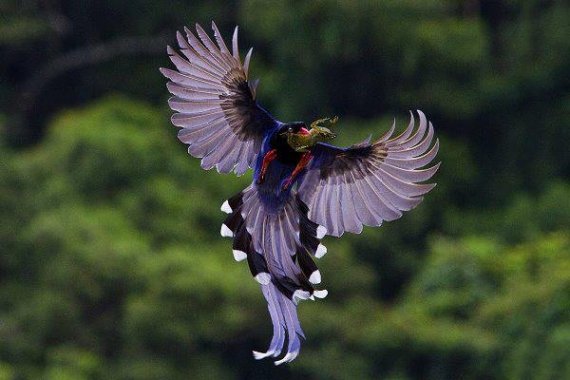 Top 53 des oiseaux au plus beau plumage 22392710