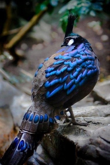 Top 53 des oiseaux au plus beau plumage 3810