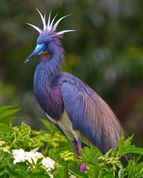 Top 53 des oiseaux au plus beau plumage 3910
