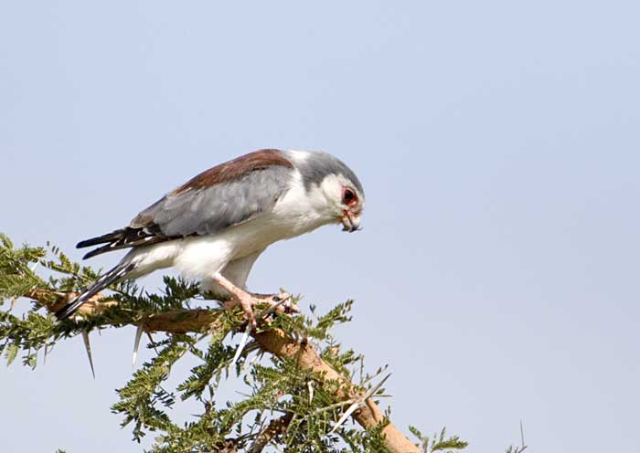 Un HLM d’oiseaux en Afrique du Sud 4146-110
