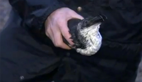 Angleterre : mort de masse des oiseaux 4brita10
