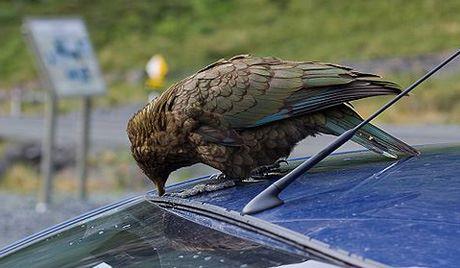 Les oiseaux ont attaqué une ville des Etats-Unis  54557810