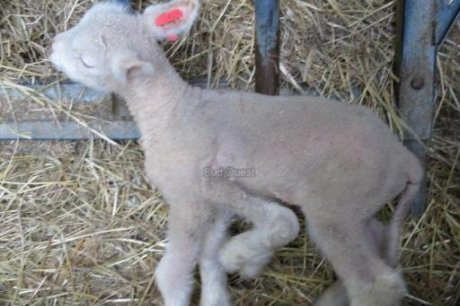 Un agneau mutant à huit pattes et trois yeux est né au Kazakhstan  Des-na10