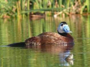Des espèces d’oiseaux aquatiques en voie de disparition retrouvées à Oued Seguin (Mila) Erisma10